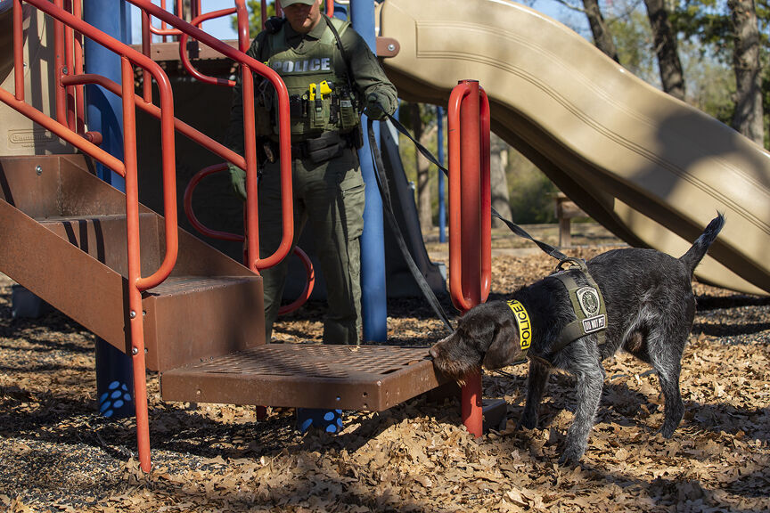 K9 training